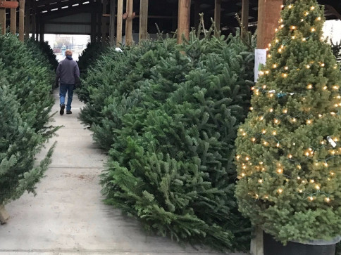 Christmas Trees | Roots Nursery &amp; Landscape