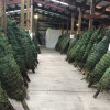 Christmas Trees Roots Nursery & Landscape