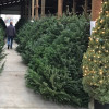 Christmas Trees Roots Nursery & Landscape